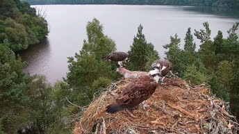 Loch of the Lowes - Fischadler-Nest