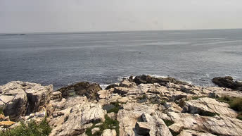 Colonia di Gabbiani - Appledore Island