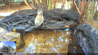 Wildlife pond