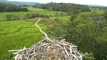 Glaslyn gniazdo rybołów — Walia