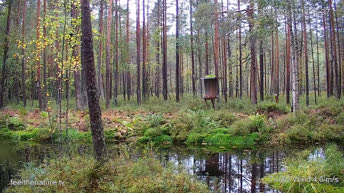 Las Nuuksio - Dzikie zwierzęta