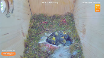 Nest Cam Blue Tit