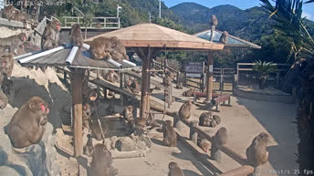 Sumoto - Awaji Island Monkey Center