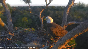 Bald Eagle