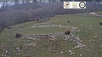 Bear Sanctuary - Romania