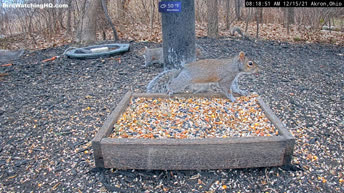 Cámara de animales de patio trasero