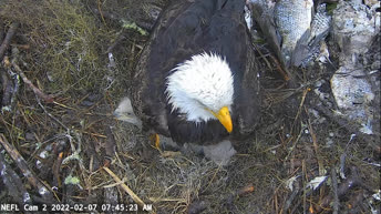 Bald Eagle's Nest