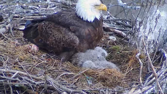 Aquila Calva di Pittsburgh