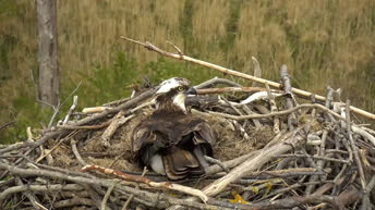 Machynlleth - Osprey