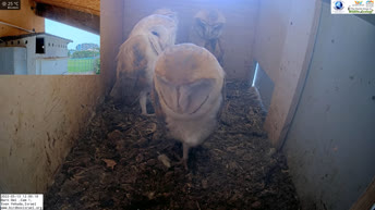 Barn Owl