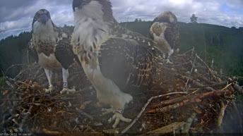 Osprey Nest - Estonia