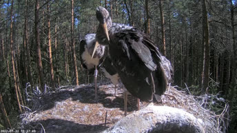 Black Storks - Estonia