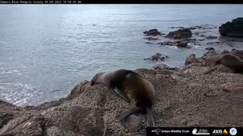 Oamaru - Blue Penguin Colony