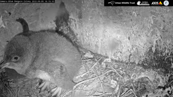 Oamaru - Penguin Nest