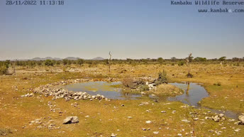 Namibia - rezerwat dzikiej przyrody Kambaku