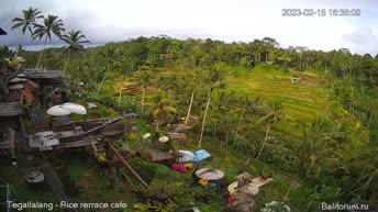 Campos de arroz - Bali