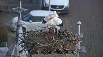 IJsselstein - Stork Nest