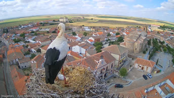 Madrigal de las Altas Torres - White Stork