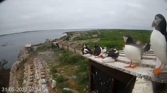 Frailecillos de la isla de Coquet