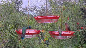 Colibríes peruanos