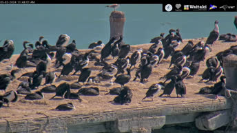 Shag Colony - Oamaru