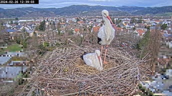 Storks' Nest- Kirchzarten