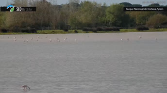 Doñana National Park - Spain