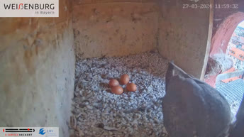 Peregrine Falcons from Weißenburg - Germany