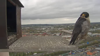 Halcones de Bonn - Alemania