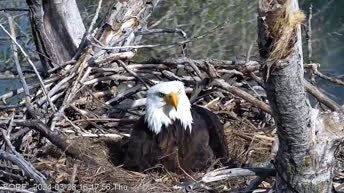 Redding Eagles - California