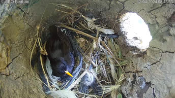 Spotless Starling Nest