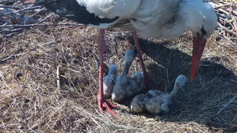 White Stork Nest - Hungary