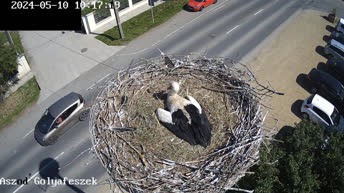 Storks of Aszód - Hungary