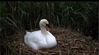 Swan Nest - Yorkshire