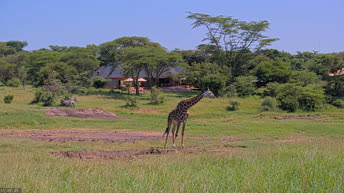 Masai Mara - Kenya